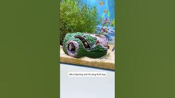 Thân cây rỗng – Nhà trú ẩn tự nhiên cho cá | Hollow Log Fish Shelter #aquatic #shorts