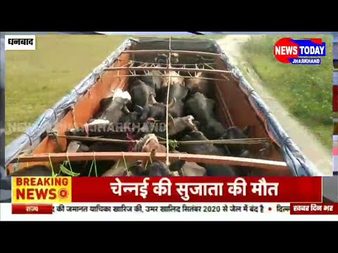 धनबाद के जीटी रोड पर गो तस्करी का खुलासा,गो वंशीय पशु लोड 10 ट्रक जब्त,दर्जन भर लोग हिरासत में
