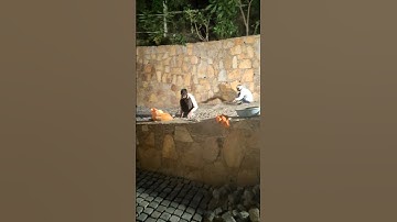 #song #remix #punjabisong #music #newsong #viral #nature #viralmusic #csc #travel