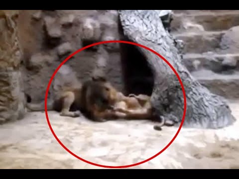 Video: ¿Puede la leona matar al león?