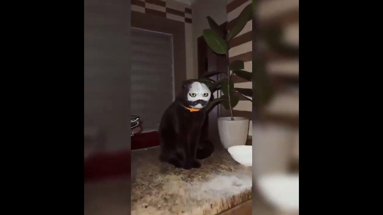 cat-sneezed-into-a-bowl-of-flour-youtube