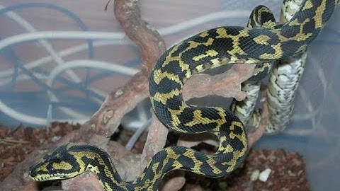 My Irian Jaya Carpet Python