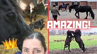 It's a she...😍 | Colts play | The girls train Queen👑Uniek and Saly | Friesian Horses by Friesian Horses 58,573 views 3 weeks ago 14 minutes, 23 seconds