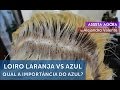 Loiro laranja vs AZUL  "Qual a importância do azul na colorimetria?"