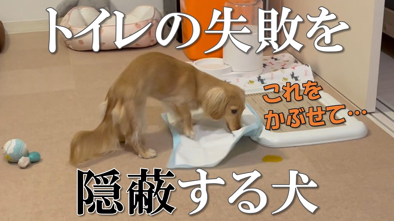 トイレシートで失敗跡を吸い取ろうとする犬 ミニチュアダックスフンド Youtube