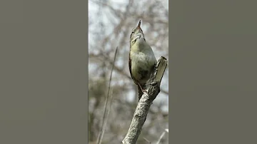 Carolina Wren Song