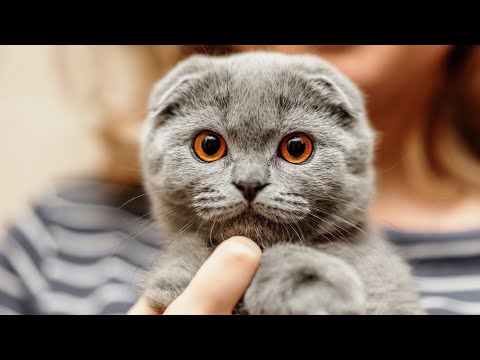 Video: Rase De Pisici: Ragamuffin