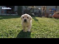 Petfriends trailer  petfriendsch