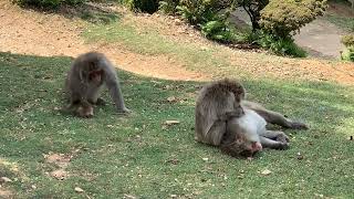 Japanese Snow Monkeys