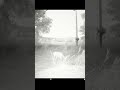 Mule Deer Doe| Utah Wildlife Trail Cam