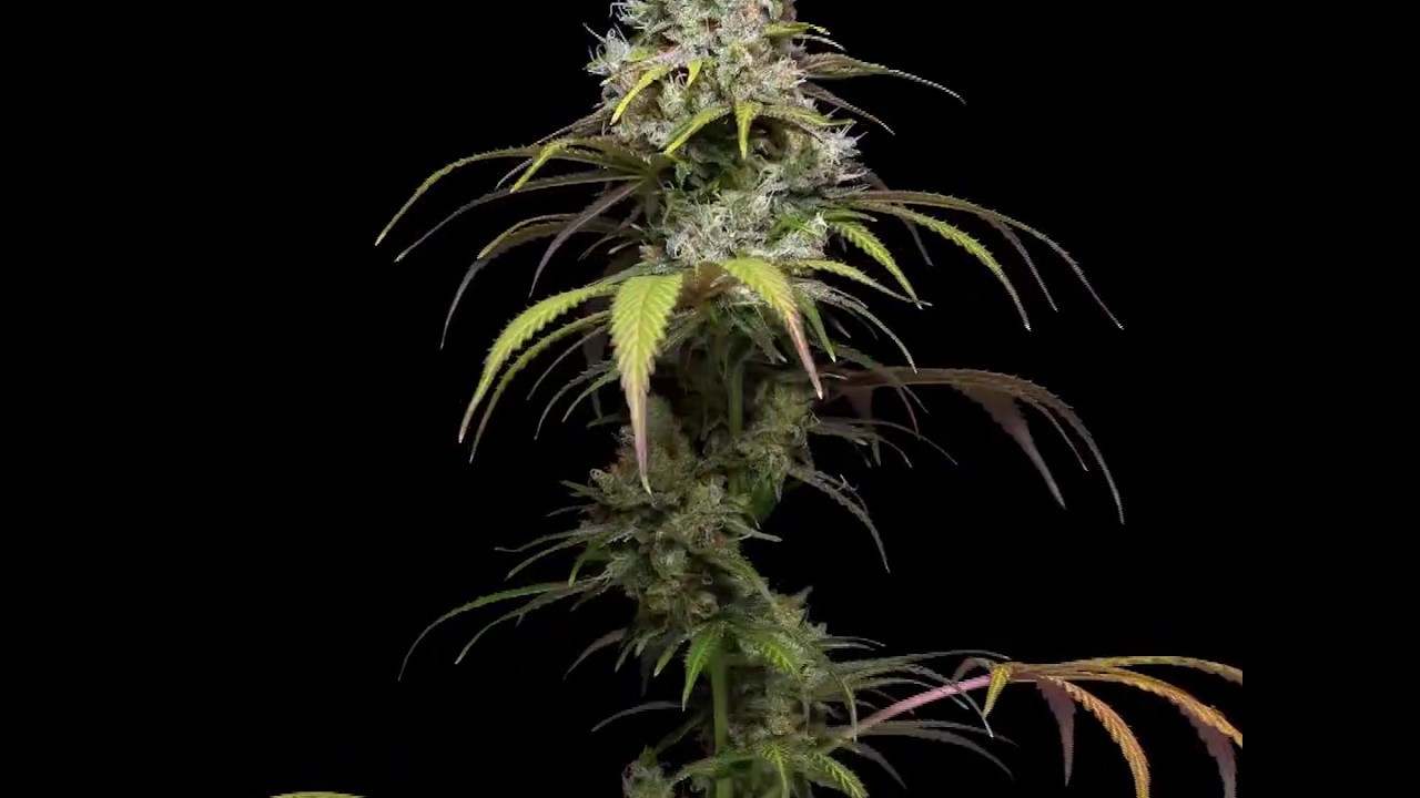 Cannatonic Upon Closer Inspection