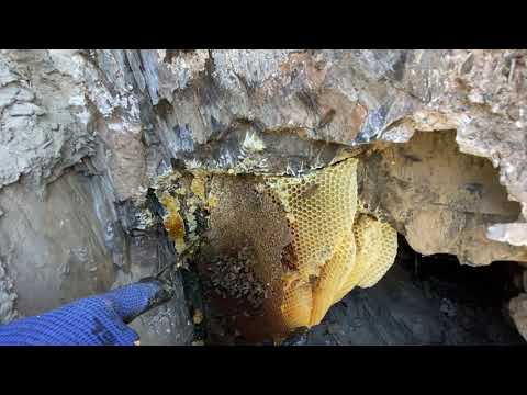 Hakkari Hakiki Şifalı Kaya Balı /Natural Rock Honey 🍯 - Hamdi Akdoğan Balcılık