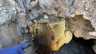 Hakkari Hakiki Şifalı Kaya Balı /Natural Rock Honey 🍯 - Hamdi Akdoğan Balcılık