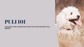 Puli 10: Unveiling the Captivating Qualities of the CuddledCoated Canine!