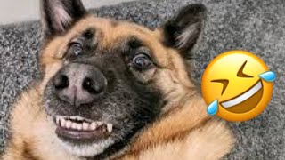 YOU CAN'T watch this video without LAUGHING  Funny Pets Compilation