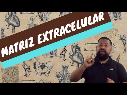 Vídeo: O que a matriz extracelular faz?