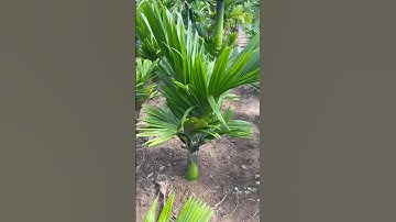 Cau lùn tứ quý chuẩn giống F0 - Mẫu số 10-  chuẩn giống 100%👉 (09•79•09•0189). #cauluntuquy