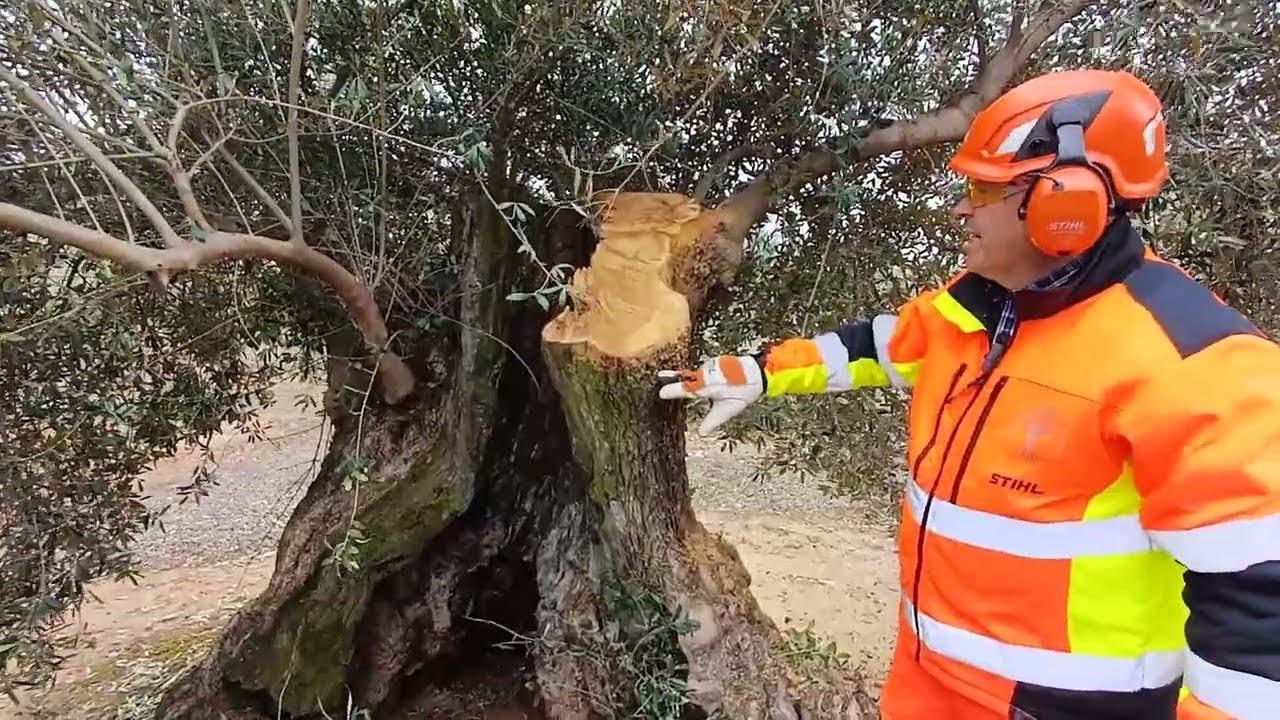 PODA OLIVO JAEN VIDEO 62