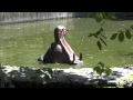 Hippopotamus ✅Hippopotamus amphibius 🦛Обыкновенный бегемот