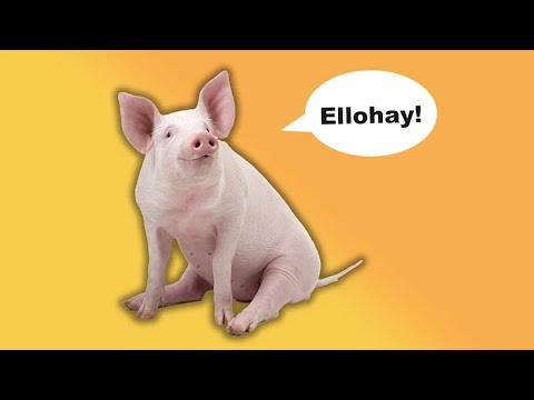 What Is Pig Latin—And What Does It Have to Do With Pigs?