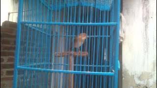 Branjangan Pari / Cici Padi