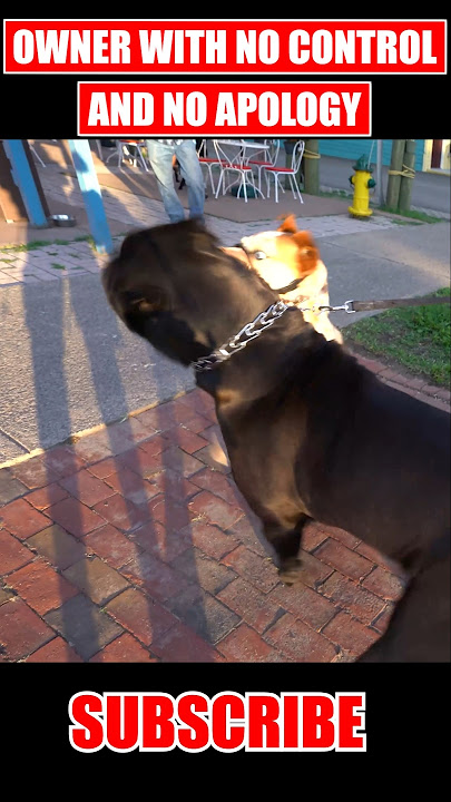 Dog Attacked My Cane Corso #dog #canecorso #shorts