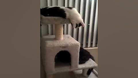 Oliver & Halle Berry on cat nip