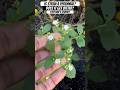 Is Stevia a Perennial &amp; Does It Go Bitter Once It Flowers? | Urban Garden || Steffanie’s Journey