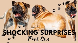 Uncovering the Unexpected: *SURPRISE* Experiences With an English Mastiff! | The Giant Dog Series by The Emans 6,289 views 1 year ago 7 minutes, 9 seconds