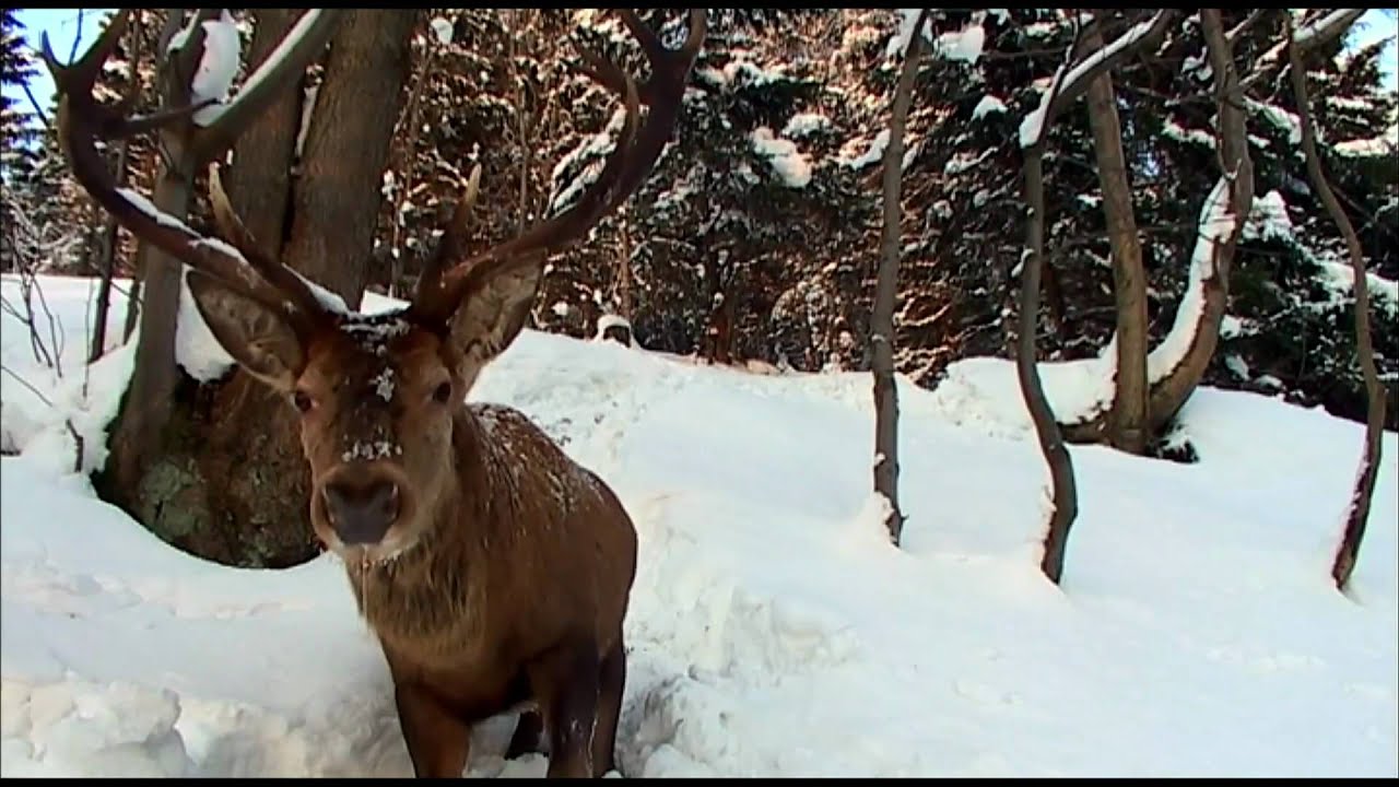 Der Harz: Winter (HD)