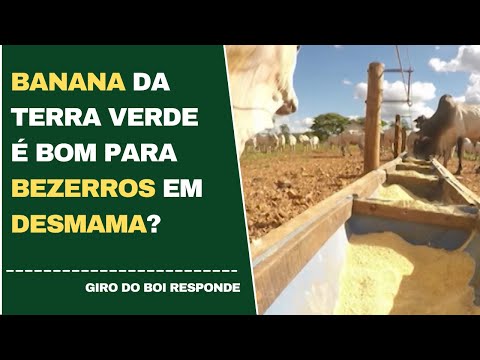 BANANA DA TERRA VERDE É BOM PARA BEZERROS EM DESMAMA?