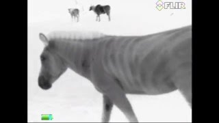 FLIR Scout III Sample Video: Zebras!