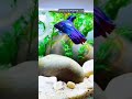 Beautiful Blue Betta fish