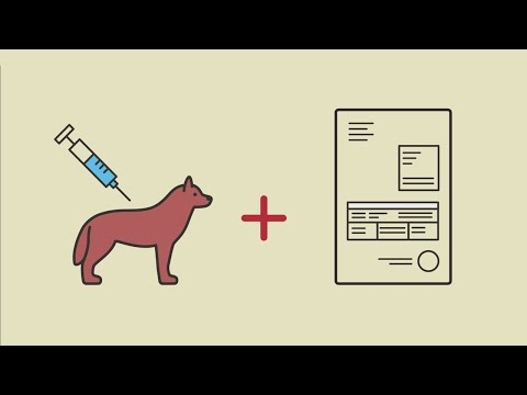 Video: Vaccini contro la rabbia per cani: cosa sapere