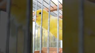 yellow canary original 3 #canaricultura #canary #canarybird #timbrado #canarylovers