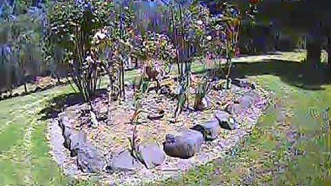 Vortex 150 - Backyard Flying