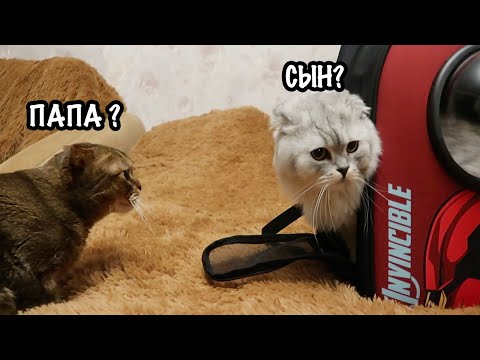 VLOG: Встреча Кевина и КОТЁНКА ЧЕРНОРЫЖА спустя ГОД!