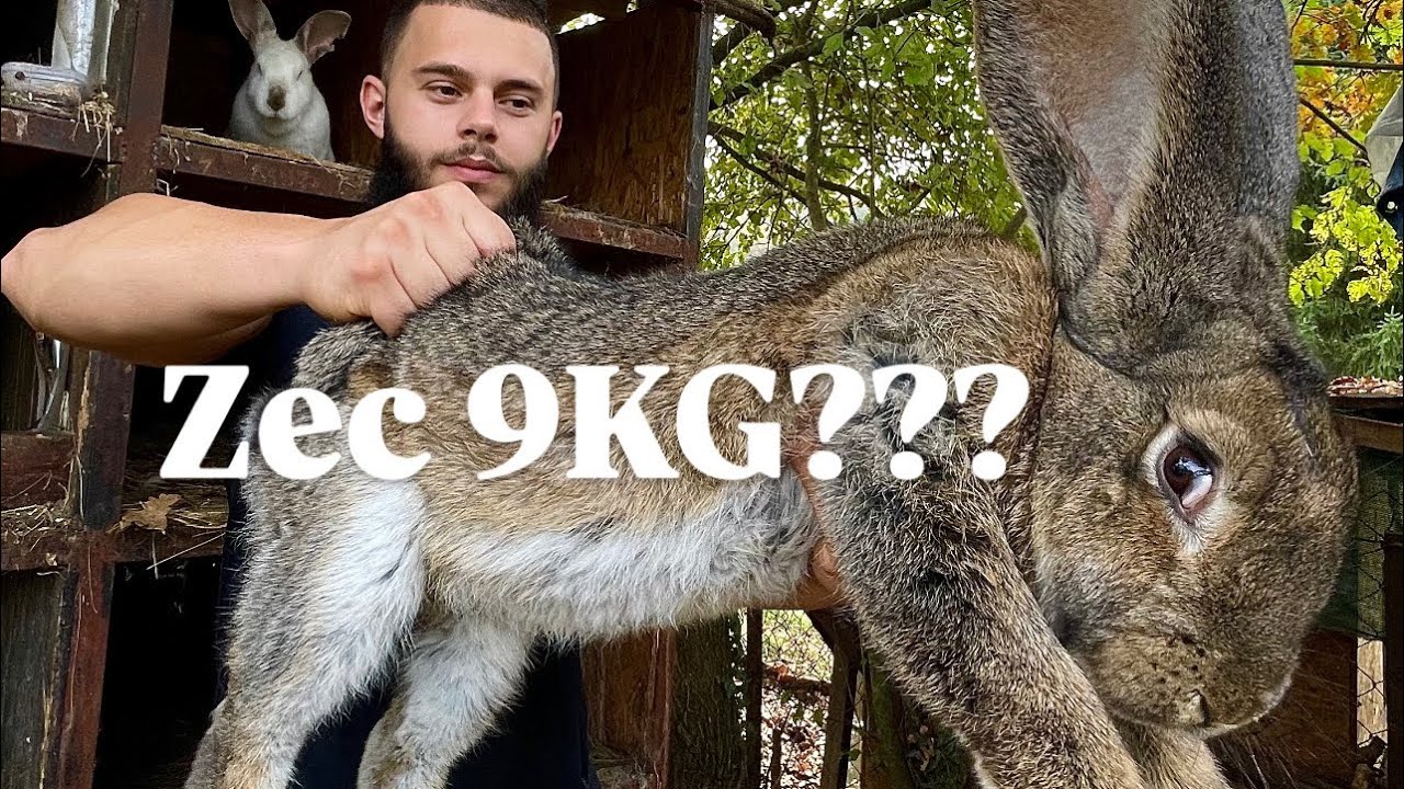 HAJKOM ZEC 8KG!! Tov zečeva(kunića)Savjeti odlični rezultati