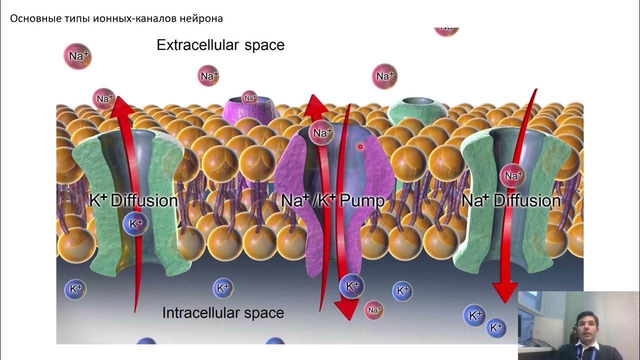 Механизм действия диклофенака. Анализ крови при ревматоидном артрите. Механизм развития боли. Биохимия боли. Этиология, патогенез.