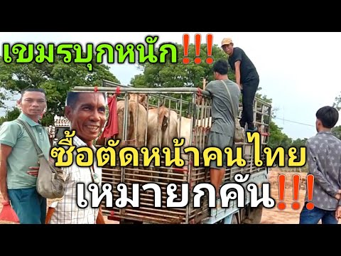 เขมรบุกหนัก!!!...ซื้อตัดคนไทย..เหมายกคัน..นายทุนซื้อเพิ่มอีก..ตลาดส้มป่อยน้อย