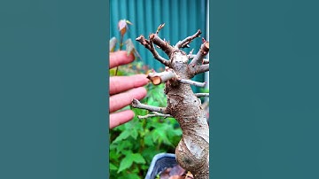 Kích rễ cây, lọ 160ml (Lh O98765837O) #bonsaishop