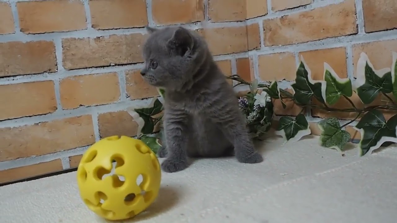 ブリティッシュショートヘア ぽっちゃりタイプの最高です ブルー Youtube