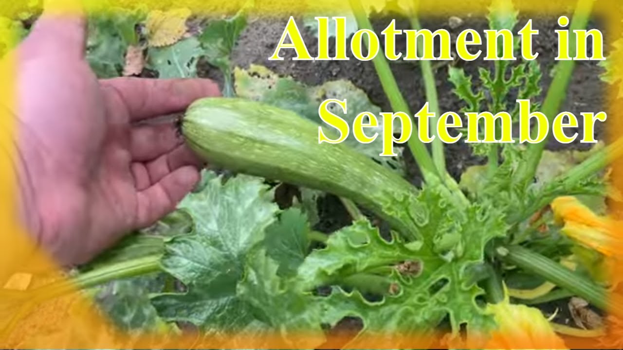 GET READY FOR AUTUMN - September Allotment Gardening Tour - YouTube
