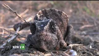 El ambiente - tercer grado