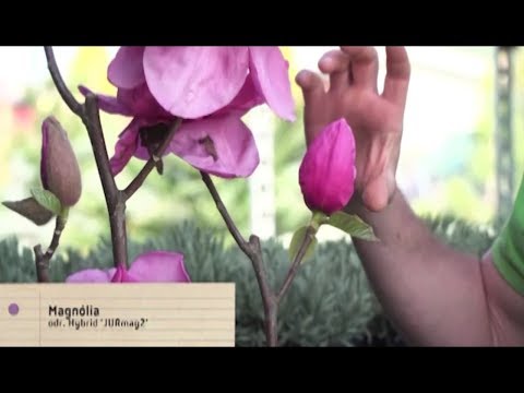 Video: Jesenný Kvet Je Predzvesťou Jari. Colchicum Je Nádherné. Colchicum. Starostlivosť, Kultivácia, Rozmnožovanie. Foto