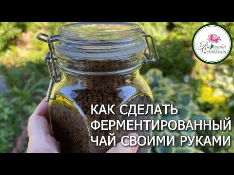 Как заготовить отличный чай не выходя с участка ферментируем и сушим листья плодовых и ягодных