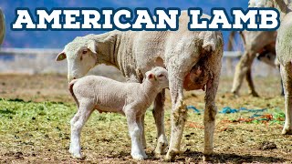 видео: Выращивание американских ягнят и шерсти на Западе (часть 1) картинка: Выращивание американских ягнят и шерсти на Западе (часть 1)
