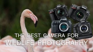 What is the Best Camera for Wildlife Photography? | Wildlife Photography Tips by NatureTTL 100,949 views 5 years ago 12 minutes, 14 seconds