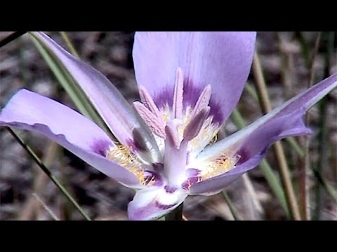 Video: Mariposa Lily Care - Maklumat Mengenai Tumbuhan Lily Calochortus