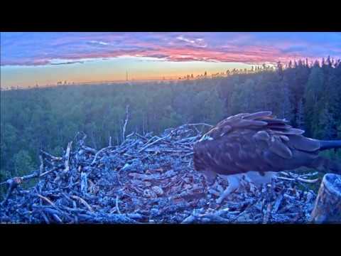 kalakotkas - satrauktie vecāki - mazulītis drīz būs klāt. 2019.05.29 - YouTube